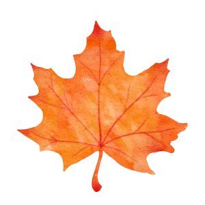 Watercolor drawing of an orange maple leaf. Autumn season, fall foliage. Seasonal design element. Fall leaf in Southlake, TX.